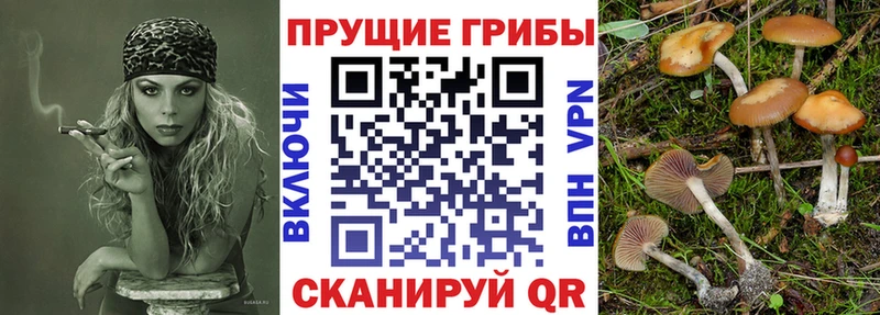 где можно купить Обь Галлюциногенные грибы MAGIC MUSHROOMS